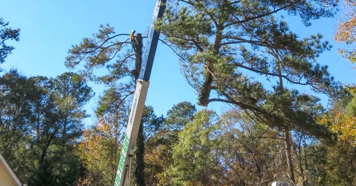 Arborist in a bucket-truck lift working near the top of a bare tree
