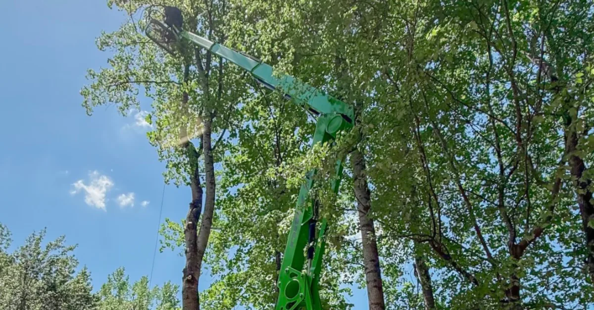 Green bucket truck boom lift extended high into tree canopy for pruning work