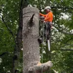 Climbing arborist high in a large tree, roped in and holding a chainsaw during removal work.