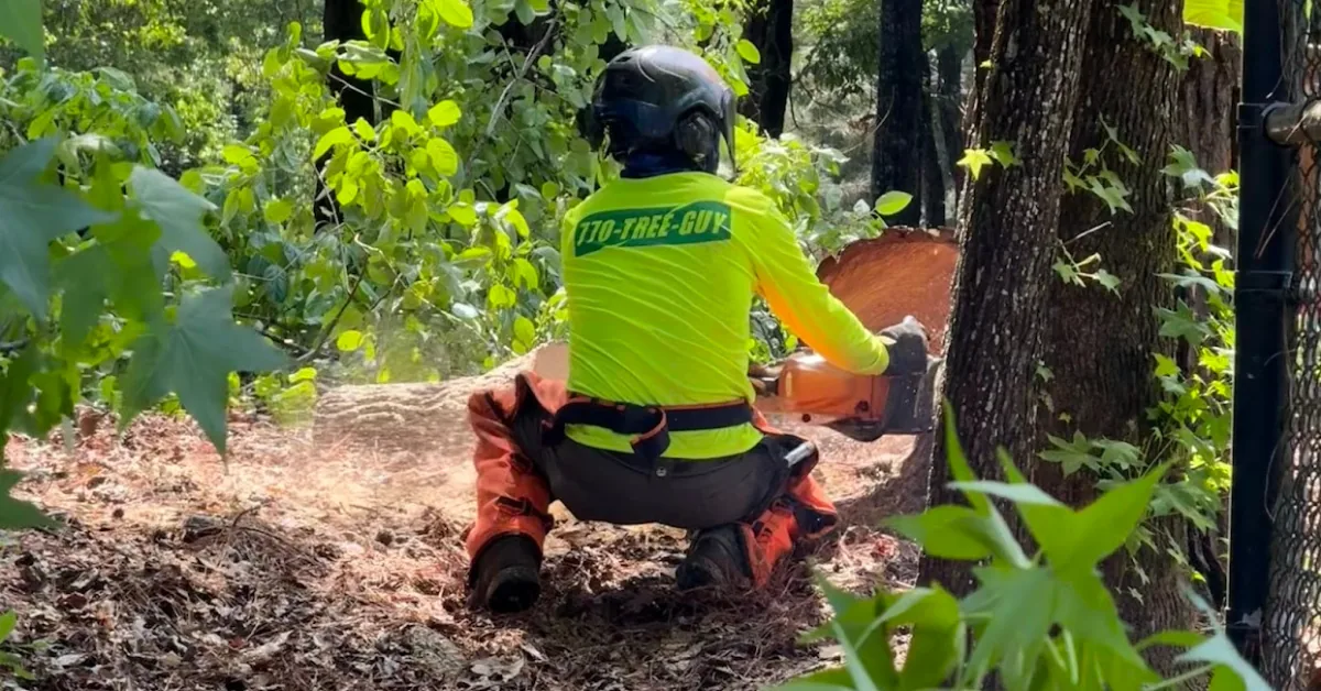 Crew member in safety gear crouches while cutting a tree trunk with a chainsaw in the woods