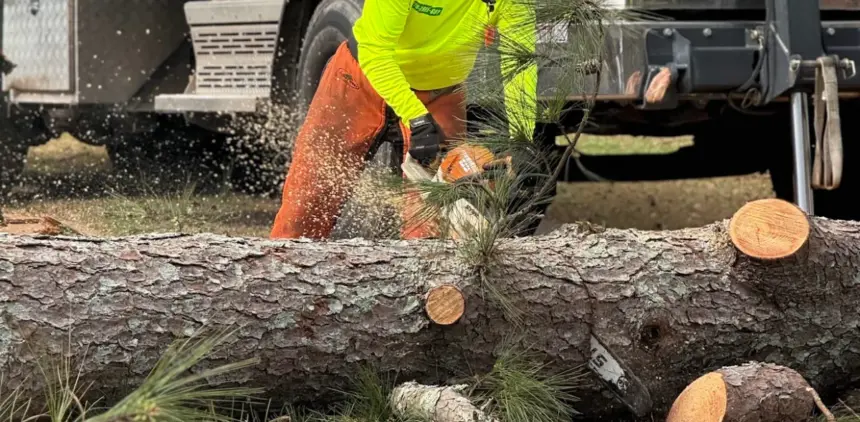 Crew member in safety gear uses a chainsaw to cut a large fallen pine log into sections.