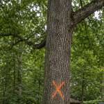 Large hardwood tree marked for evaluation in a Peachtree City backyard