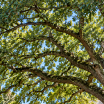 Mature live oak providing shade in a South Metro Atlanta residential yard